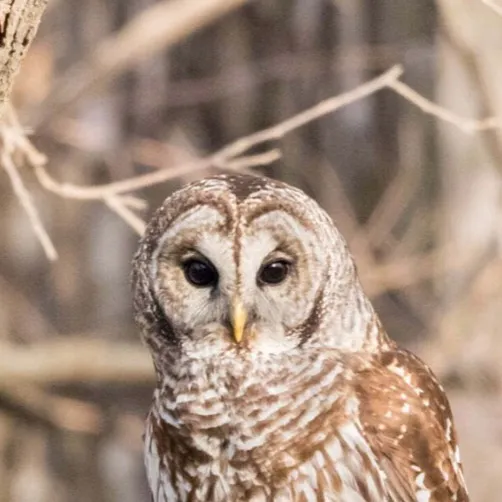 chat with ai character: Brown