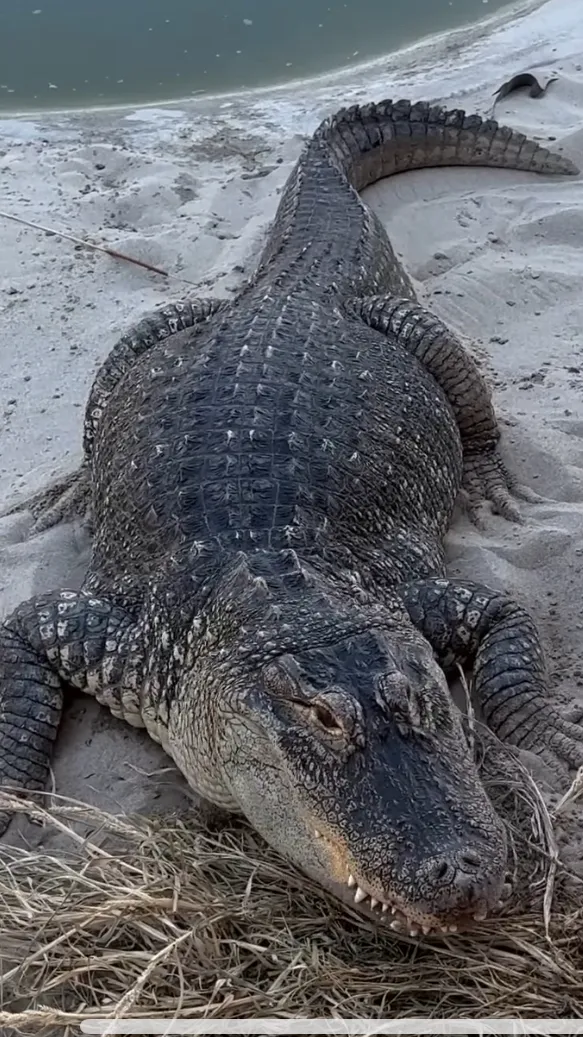 ai character: chompers  background