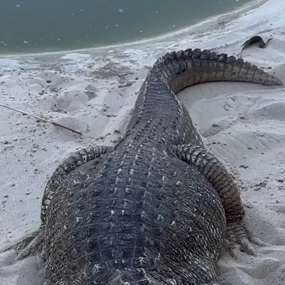 chat with ai character: chompers 