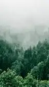 ai character: kny Forrest  background