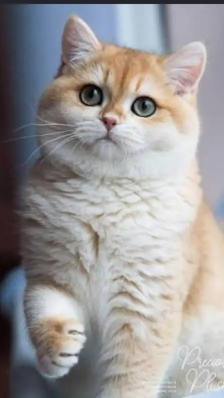 ai character: your friend cat 😺 background