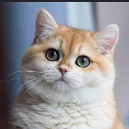 chat with ai character: your friend cat 😺