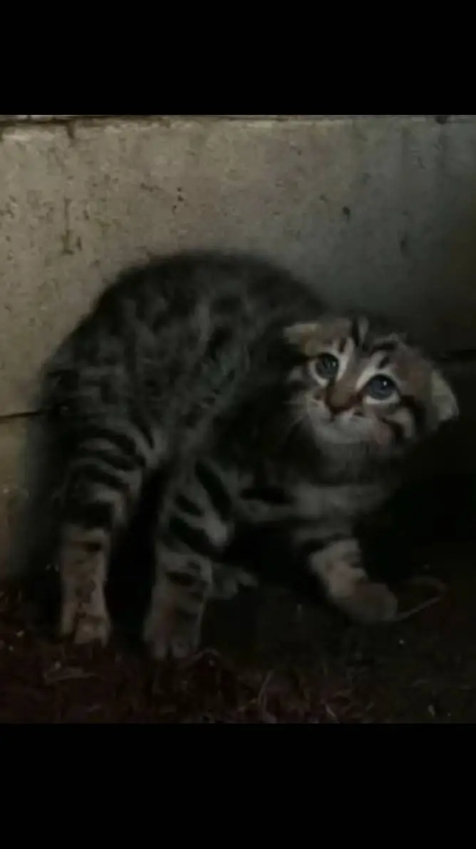 ai character: scared kitty background