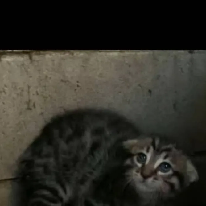 chat with ai character: scared kitty