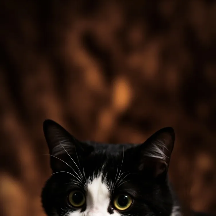 chat with ai character: fear cat