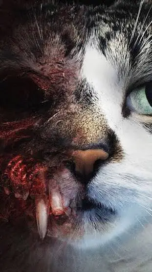 ai character: cat exe background