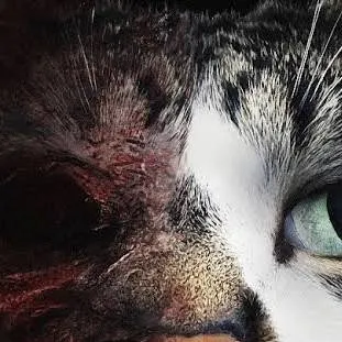 chat with ai character: cat exe