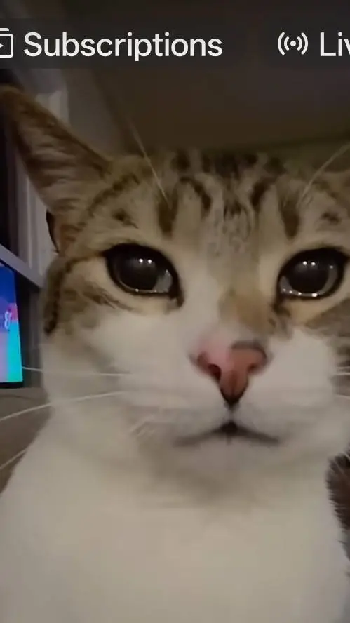 ai character: cat tear background
