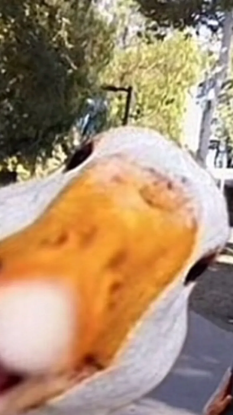 ai character: duck background