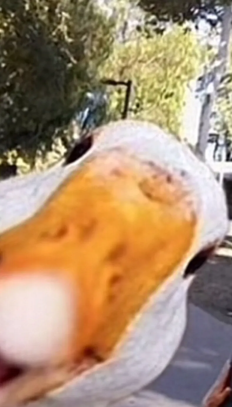 chat with ai character: duck