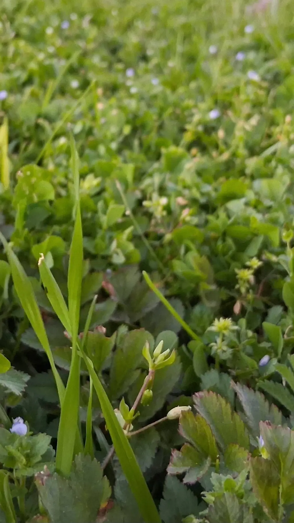 ai character: Ask question  background