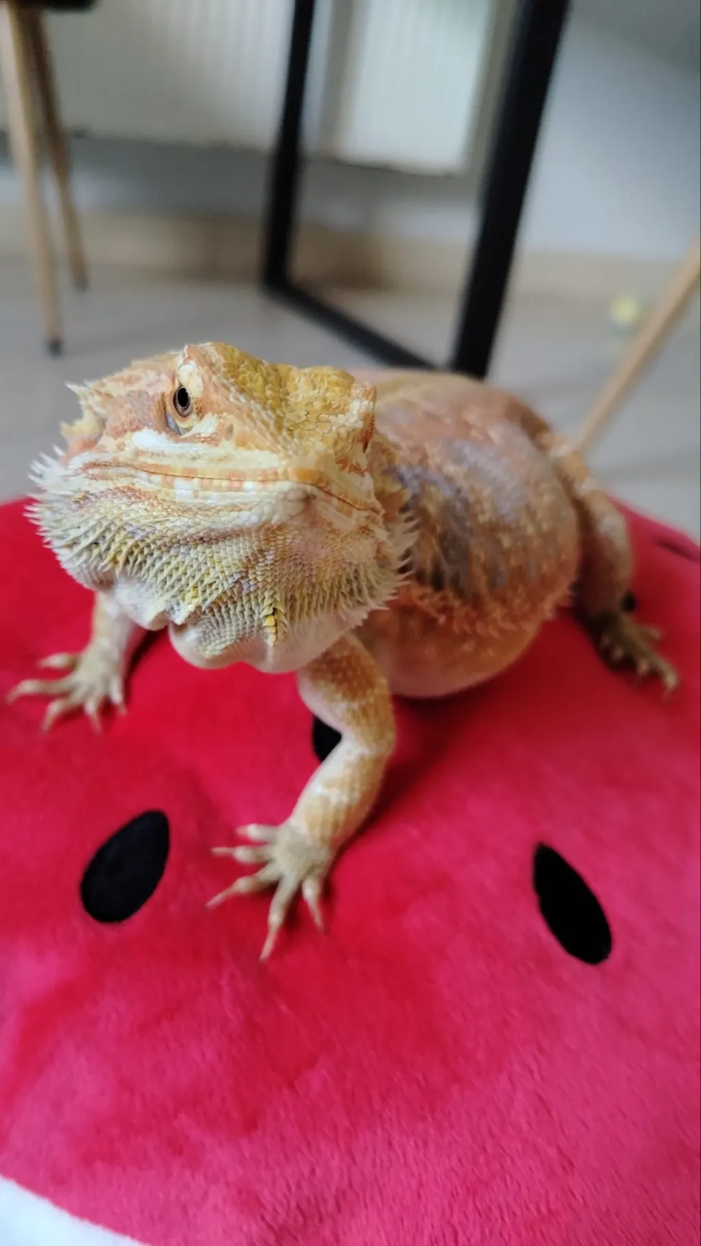 ai character: Lizard king background
