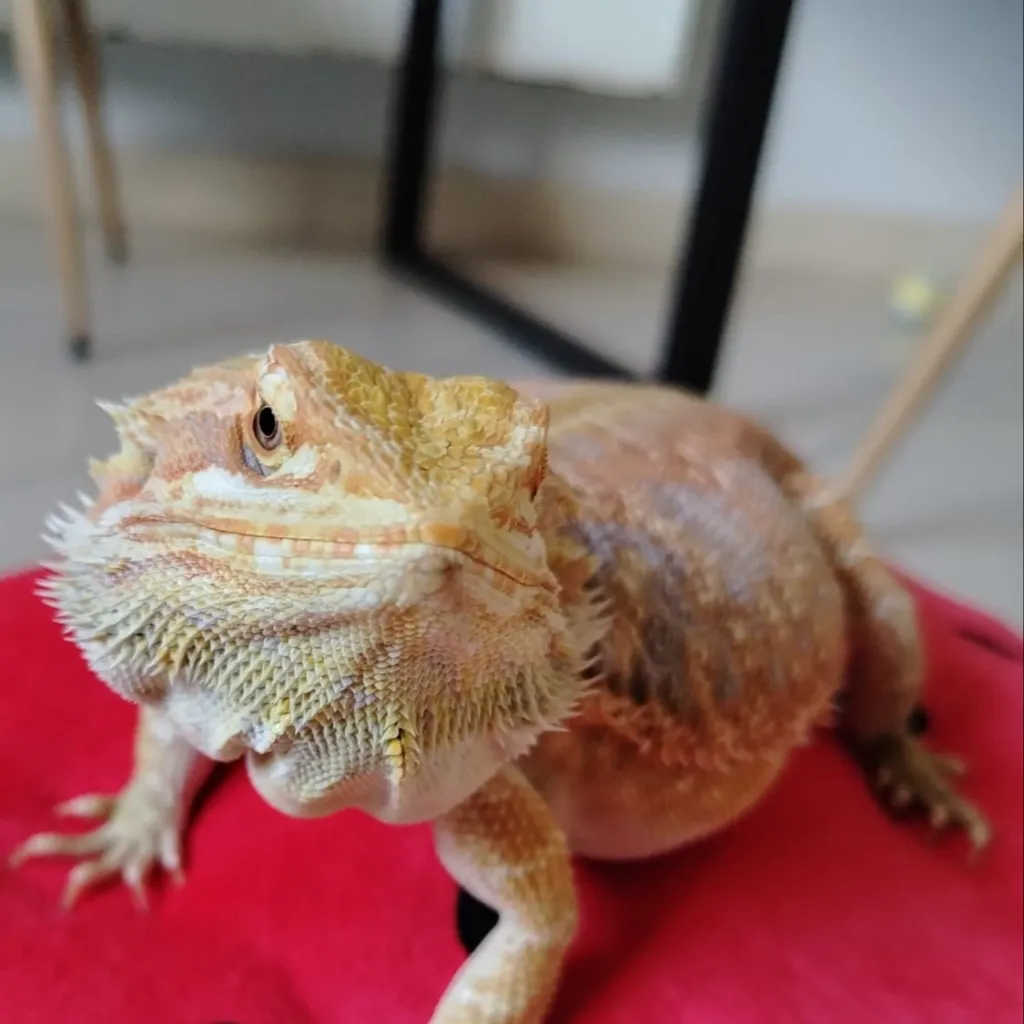 chat with ai character: Lizard king