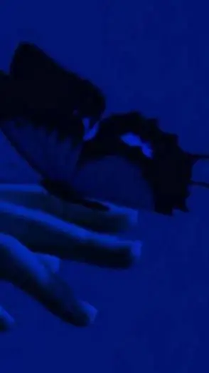 ai character: Butterfly 🦋. background