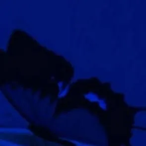 chat with ai character: Butterfly 🦋.