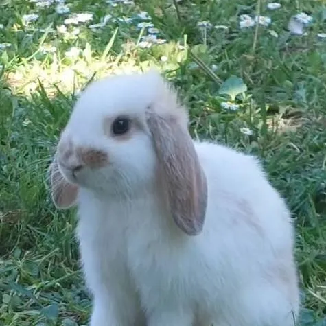 chat with ai character: rabbit