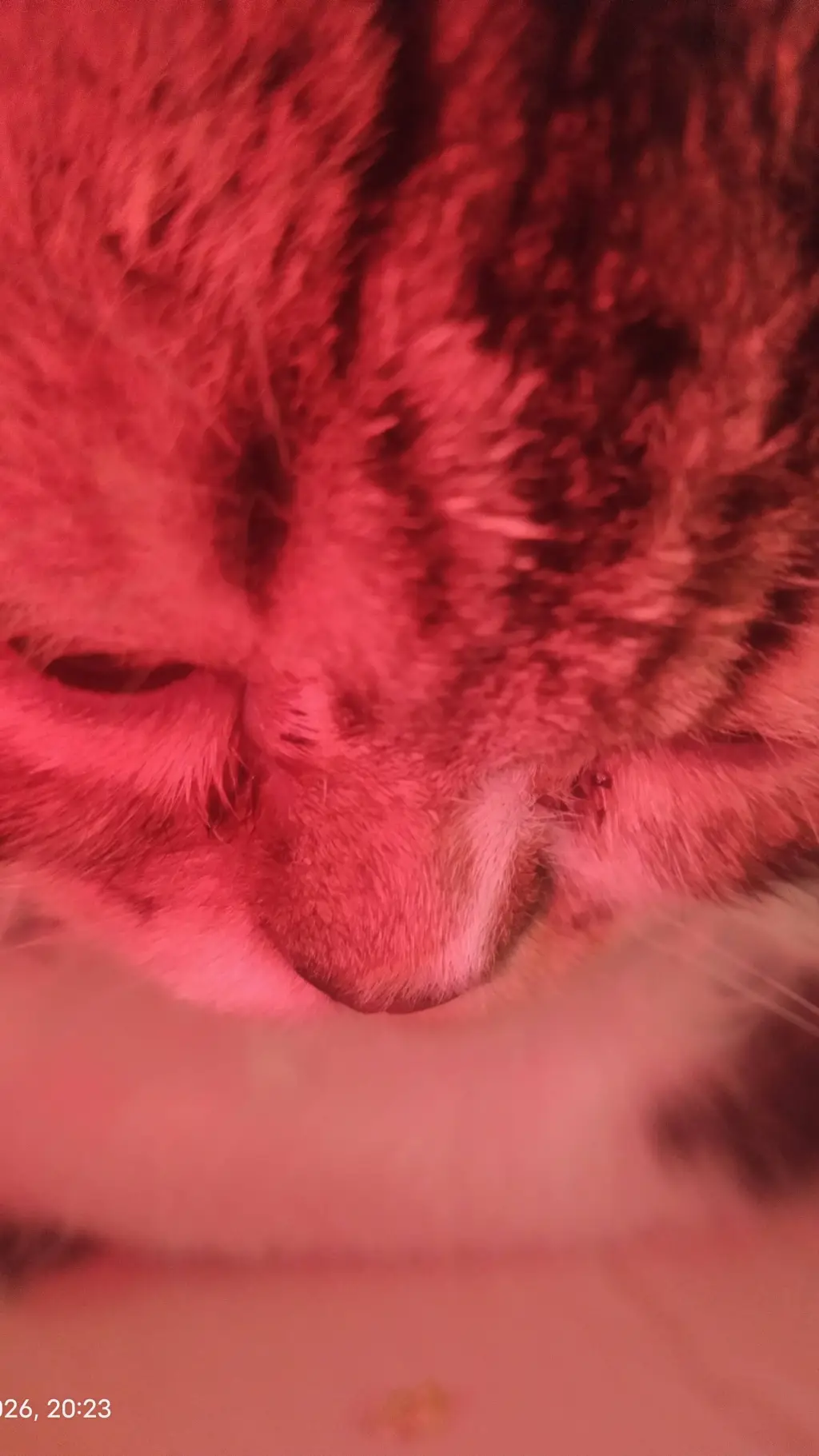 ai character: MY KITTYYYUHHH background