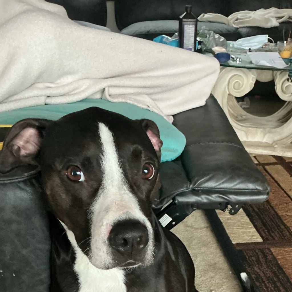 chat with ai character: My dog