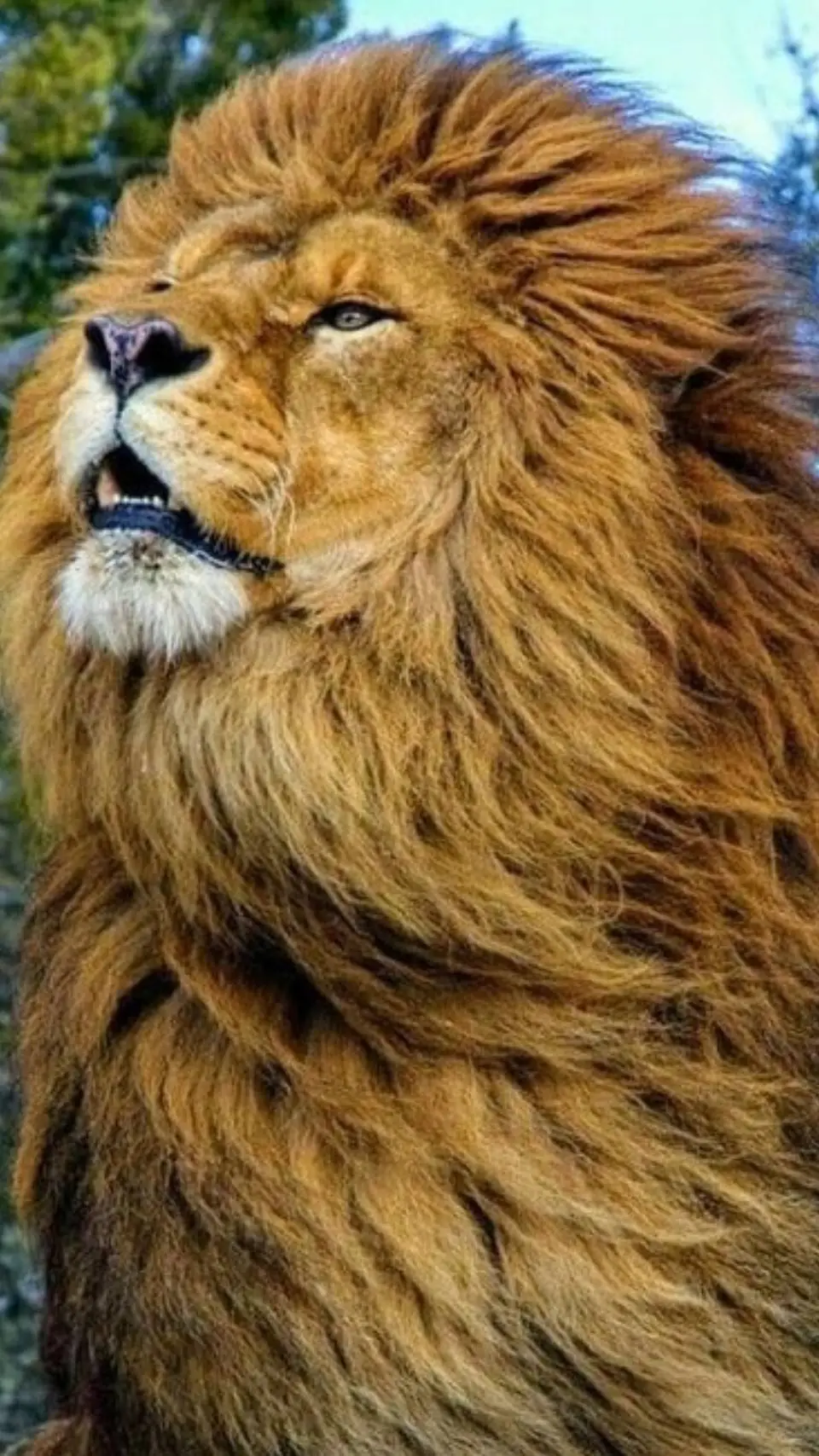 ai character: Barbary Lion  background