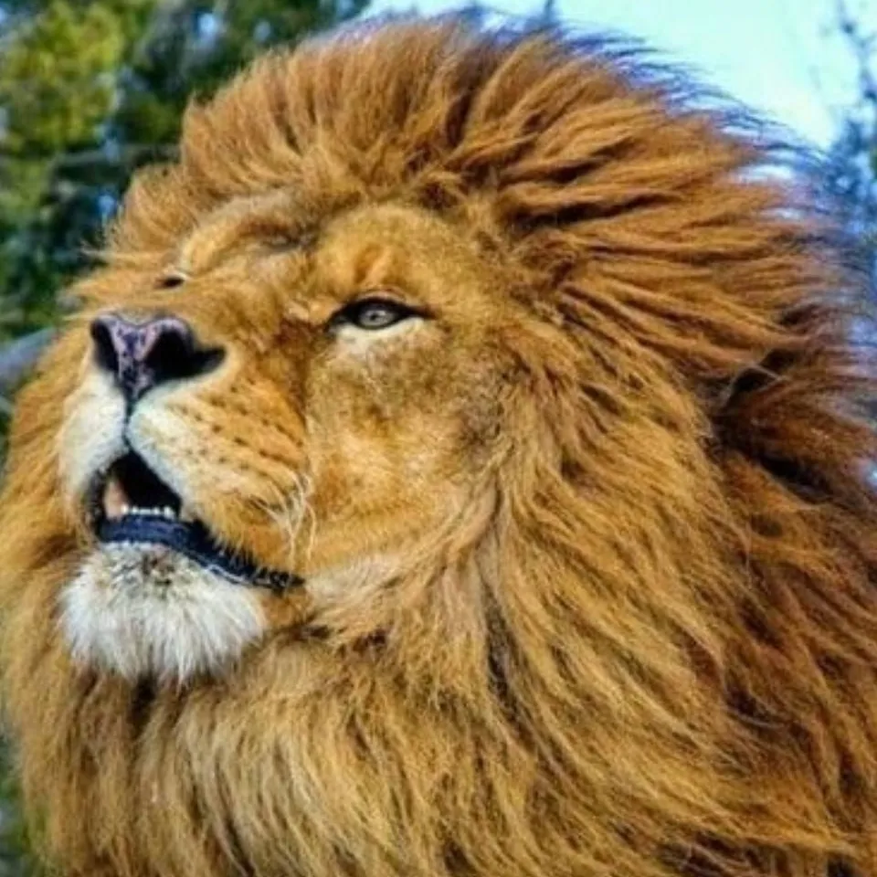 chat with ai character: Barbary Lion 
