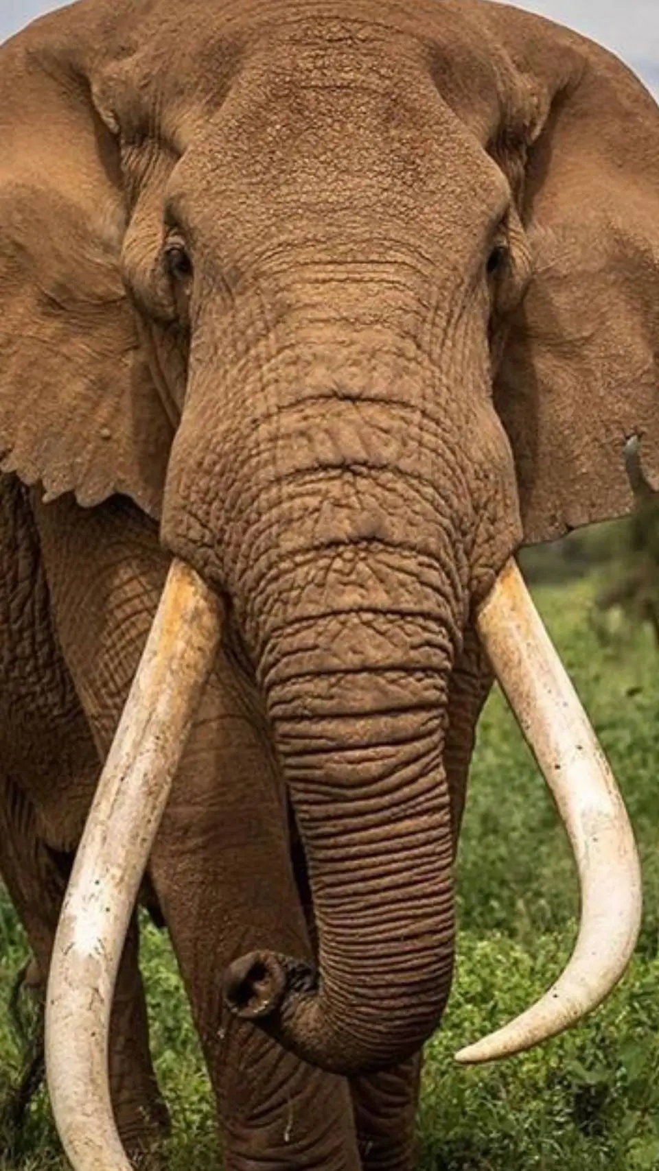 ai character: Craig 🐘 background