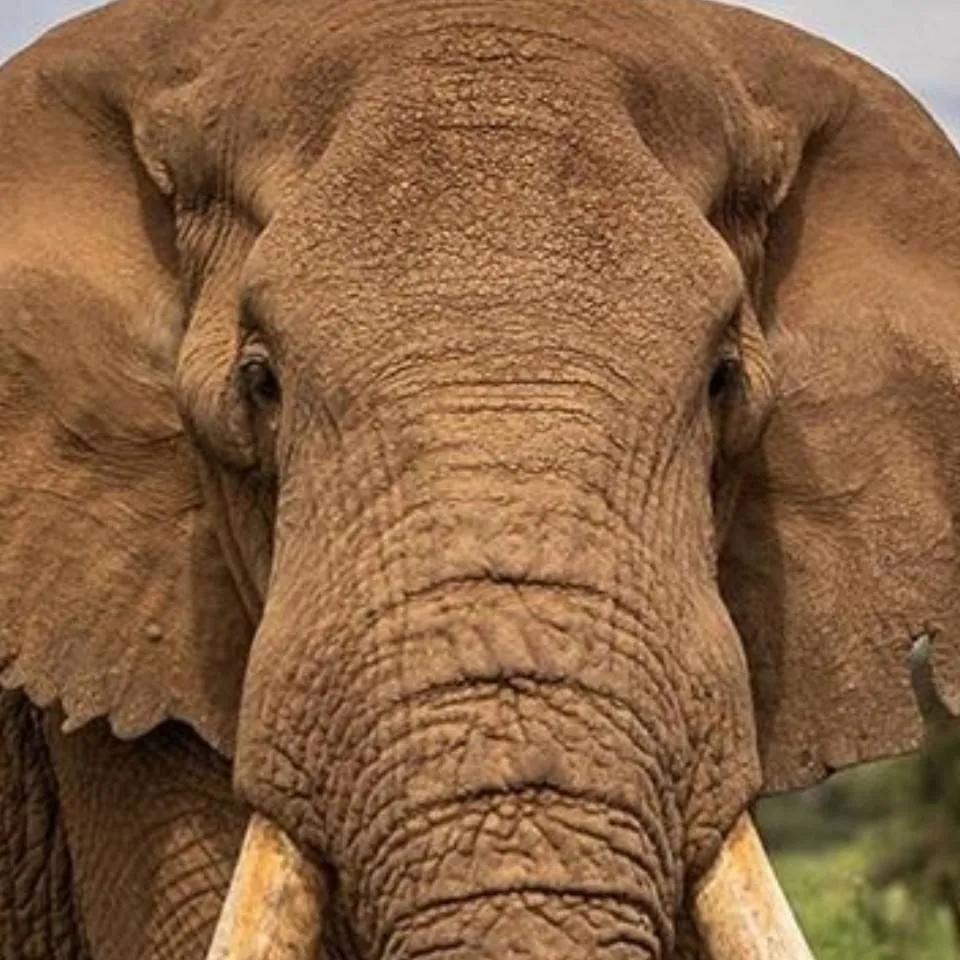 chat with ai character: Craig 🐘