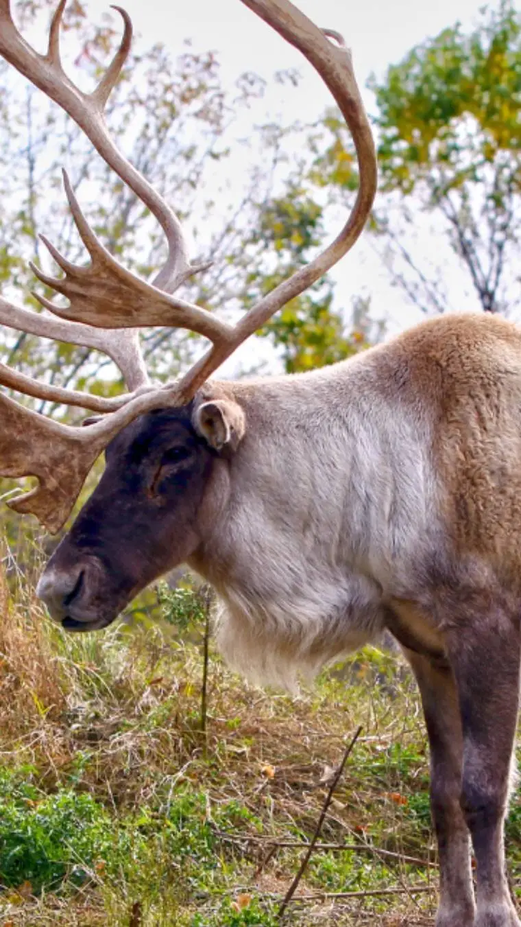 Talkie AI - Chat with Woodland Caribou 