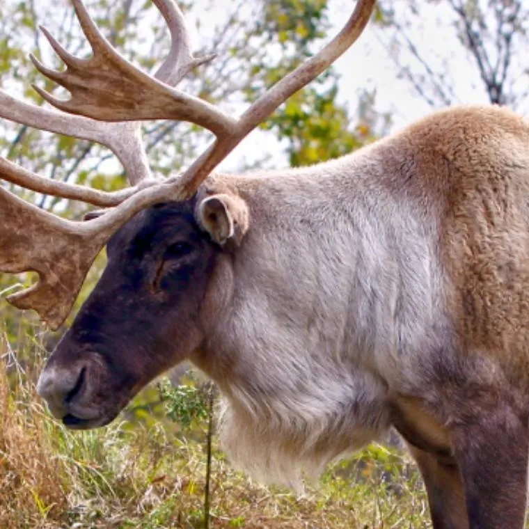 chat with ai character: Woodland Caribou 