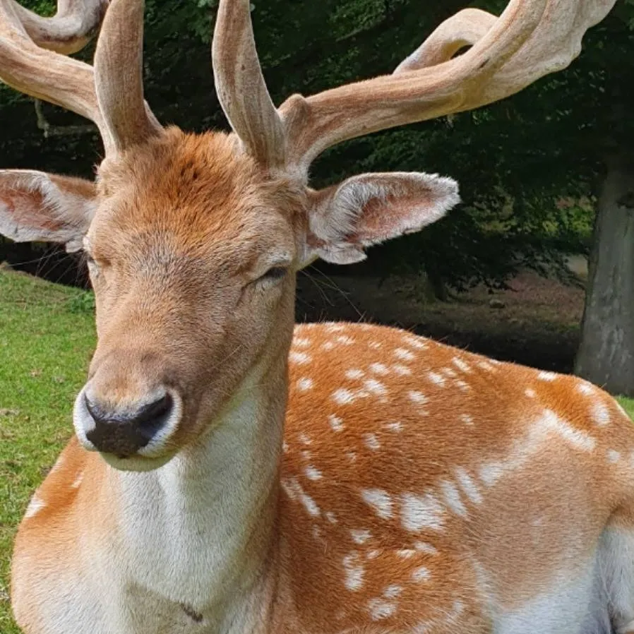 chat with ai character: Bull Fallow Deer 