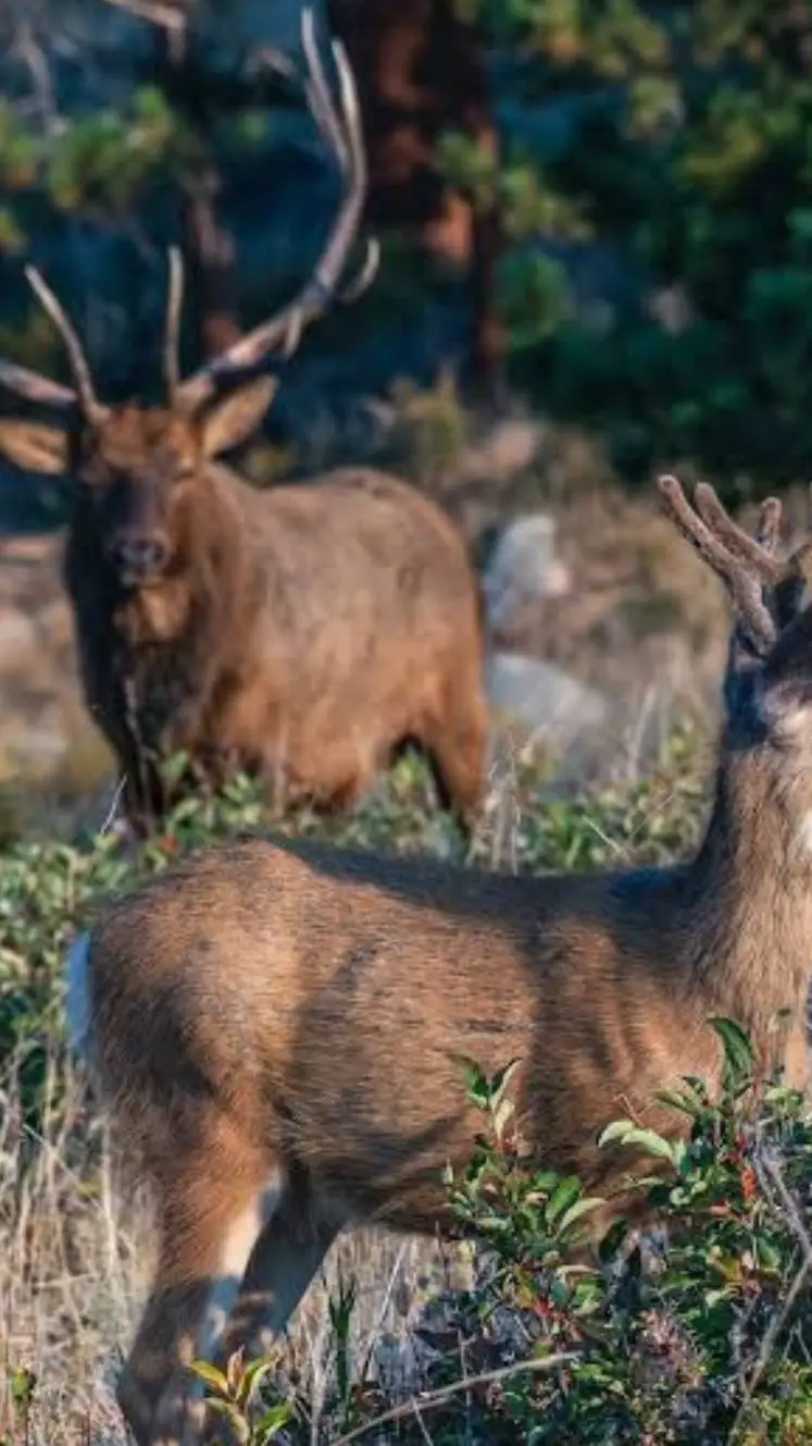 Talkie AI - Chat with Bull Elk