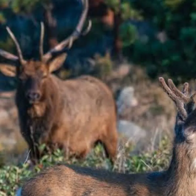 chat with ai character: Bull Elk