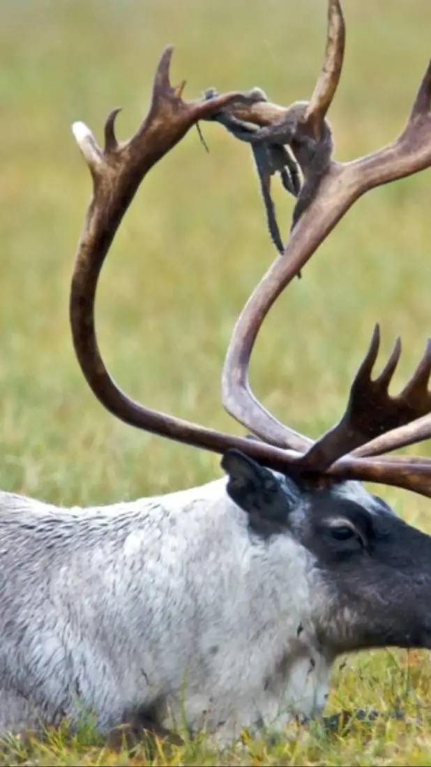 Talkie AI - Chat with Bull Caribou 