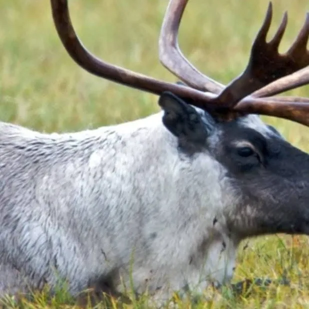chat with ai character: Bull Caribou 
