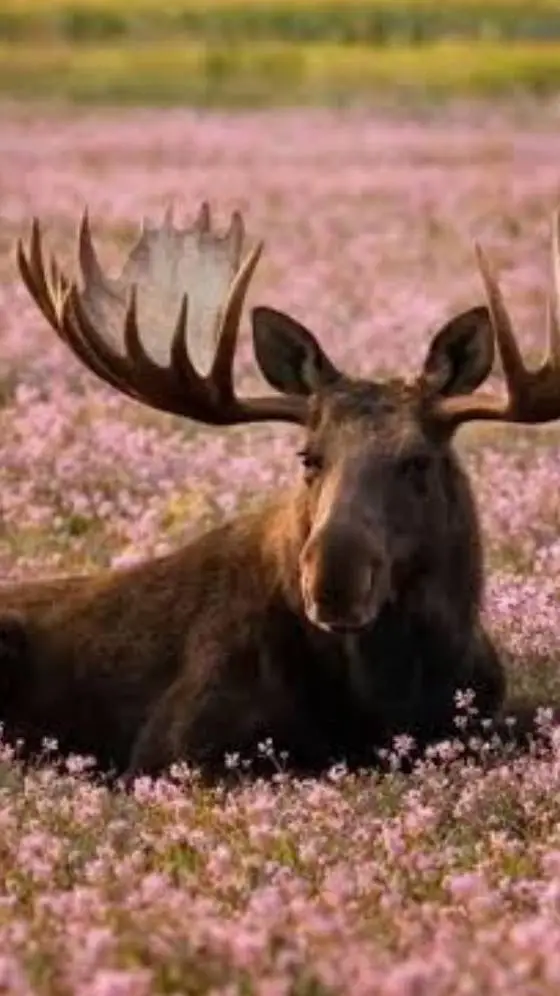 Talkie AI - Chat with Bull Moose 
