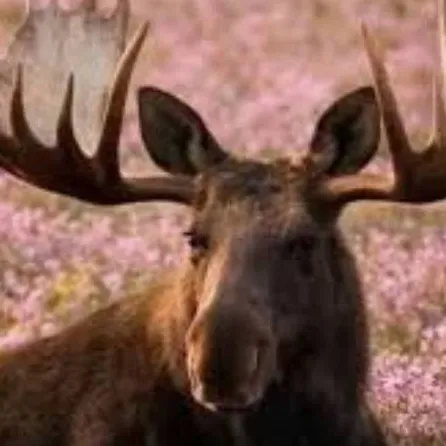 chat with ai character: Bull Moose 