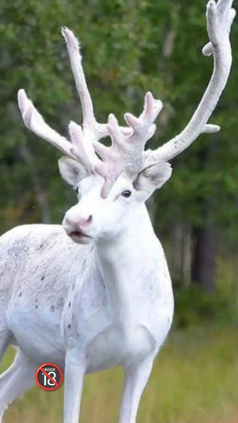 Talkie AI - Chat with Albino Reindeer 