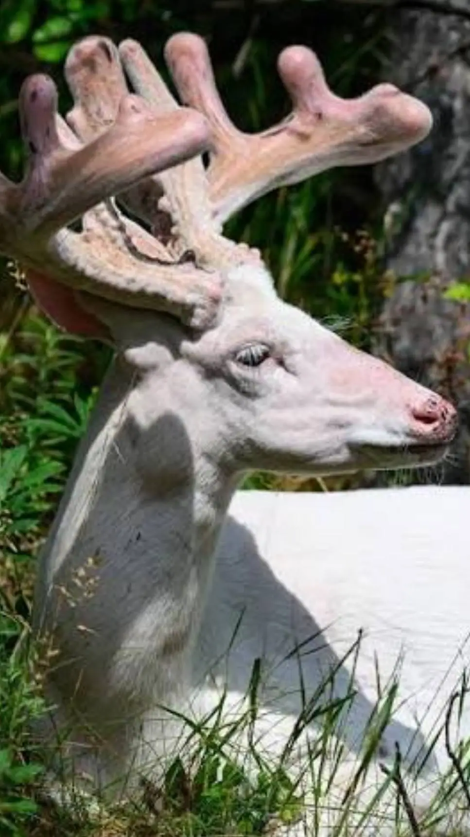 Talkie AI - Chat with White-Tailed Deer 