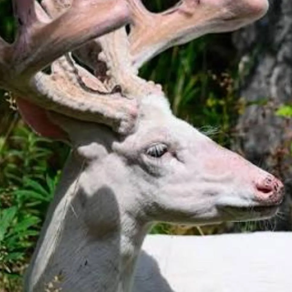 chat with ai character: White-Tailed Deer 