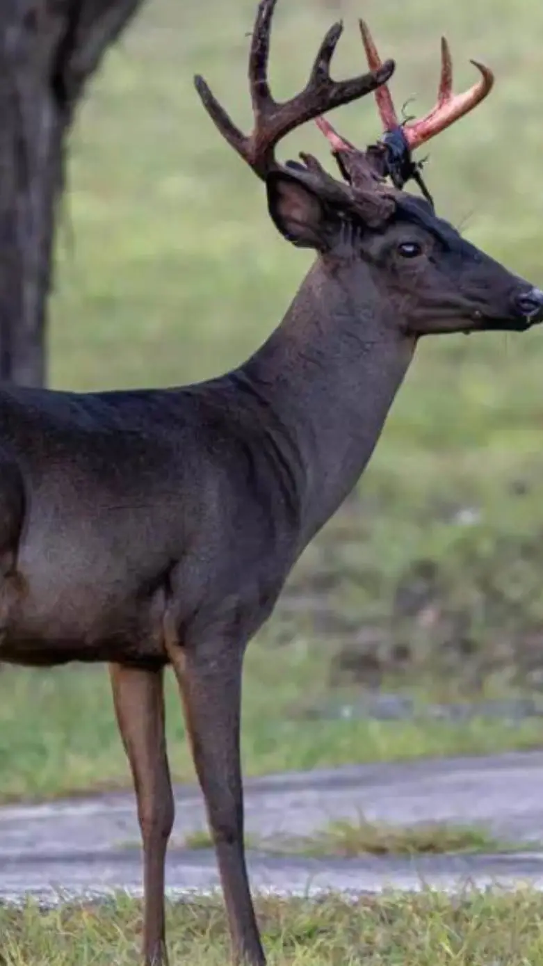 ai character: Melanistic Deer background