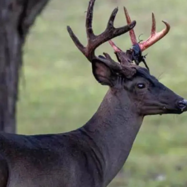 chat with ai character: Melanistic Deer
