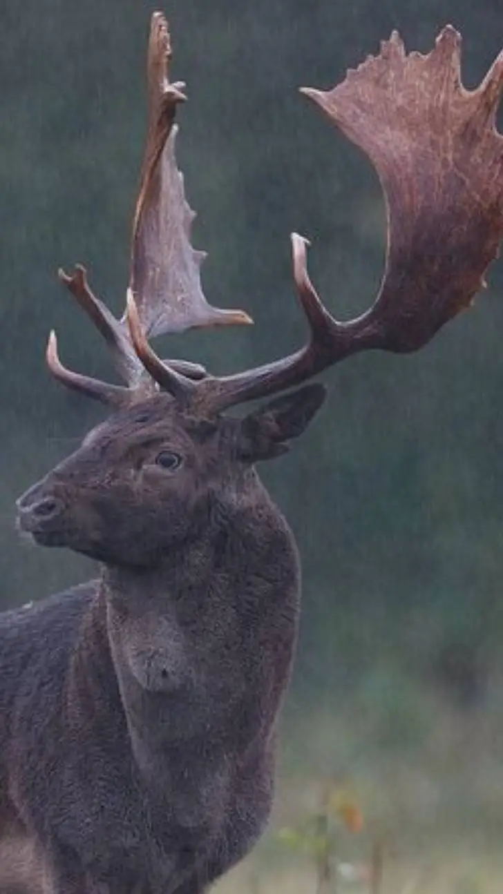ai character: Melanistic Fallow  background