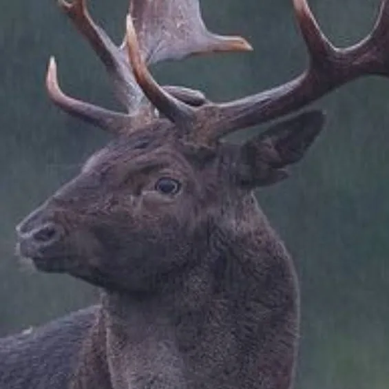 chat with ai character: Melanistic Fallow 