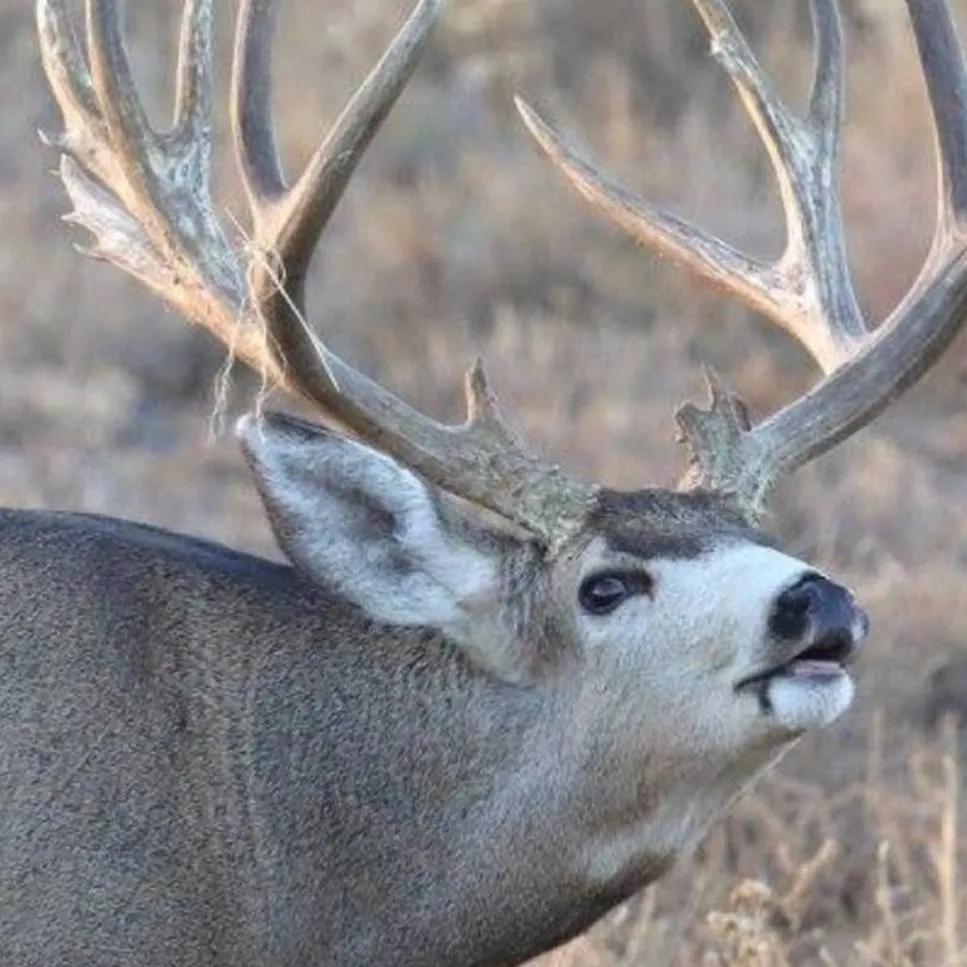 chat with ai character: Mule Buck O'Reilly