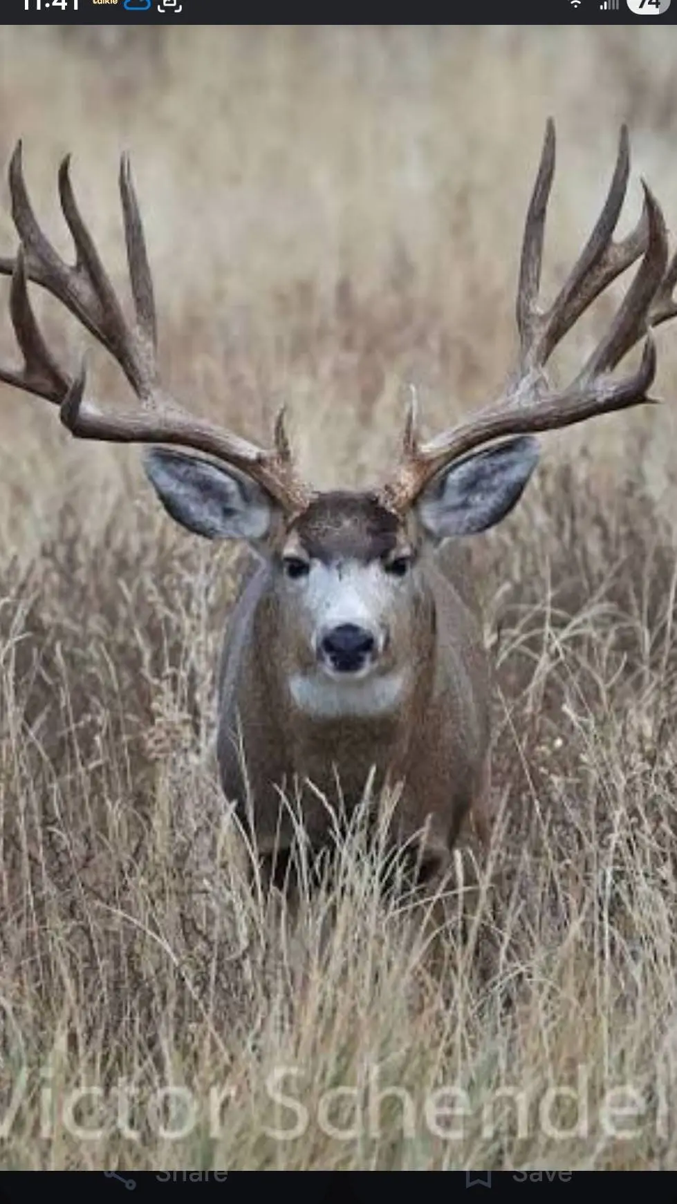 ai character: Buck Mule Deer background