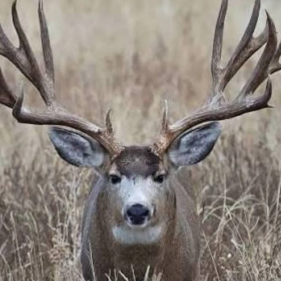 chat with ai character: Buck Mule Deer