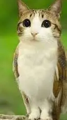 ai character: meowl background