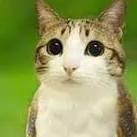 chat with ai character: meowl