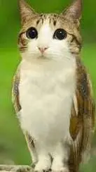 ai character: meowl2 background