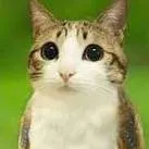 chat with ai character: meowl2