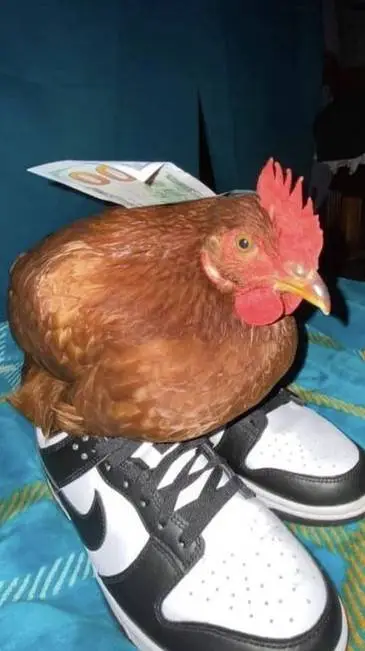 ai character: gallina background